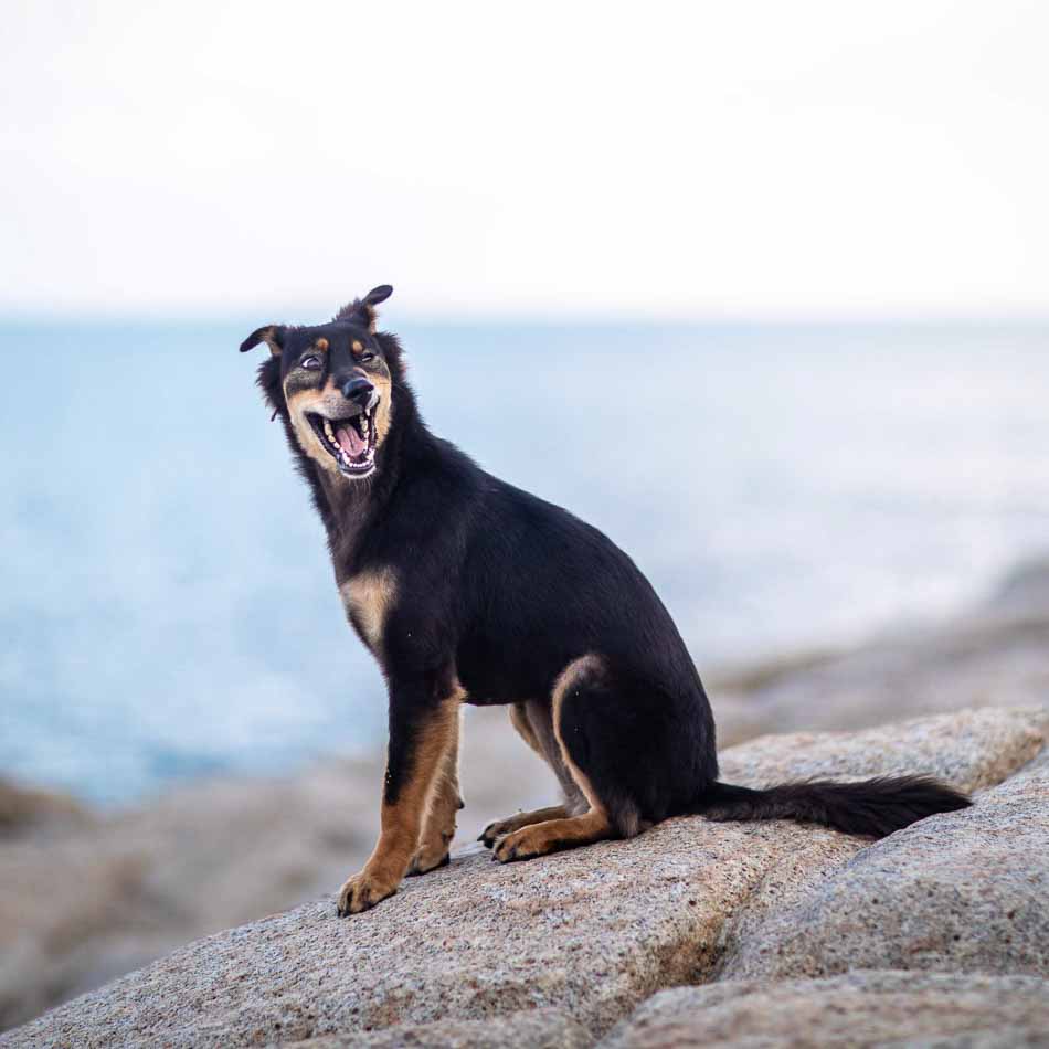 Dog looking like it's saying a joke. Koh Samui, Thailand | Dog Photography | Dog Meme | Funny Dog Memes | Funniest Dogs